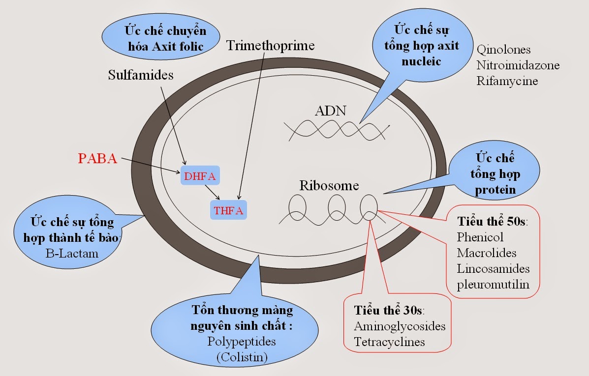 NGUYÊN TẮC PHỐI HỢP KHÁNG SINH